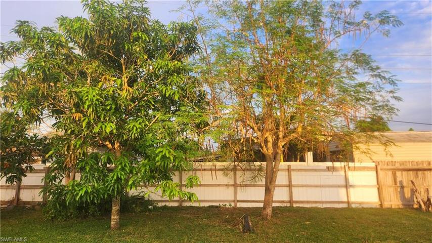 Mango and Moringa tree