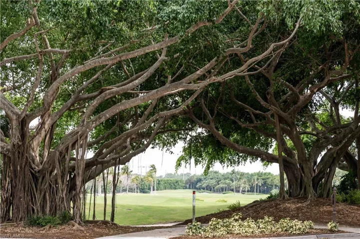 Beautiful mature vegetation