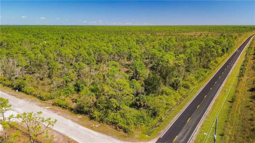 Bird's eye view of a forest