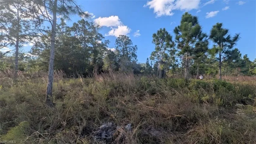 View of local wilderness