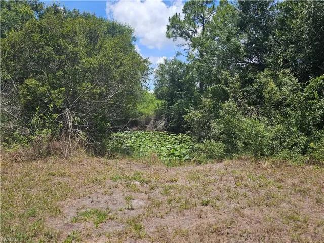 Lily Pond back of property