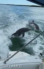 dolphins