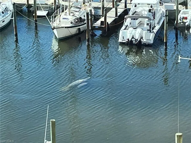 Dock area with a water view - Manatee and baby