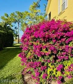 Side yard bougainvillea