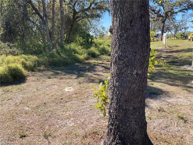 elm tree at front and oaks trees too