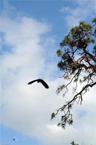 Bald Eagle Flying
