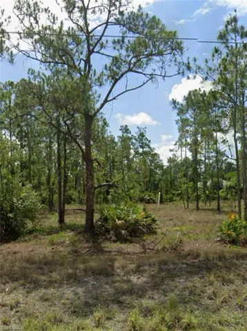 View of local wilderness