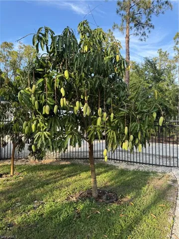 One of the many mango fruit trees in the property