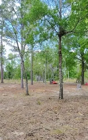 View of local wilderness