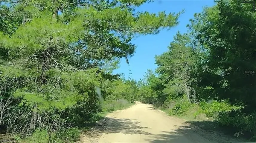 View of local wilderness
