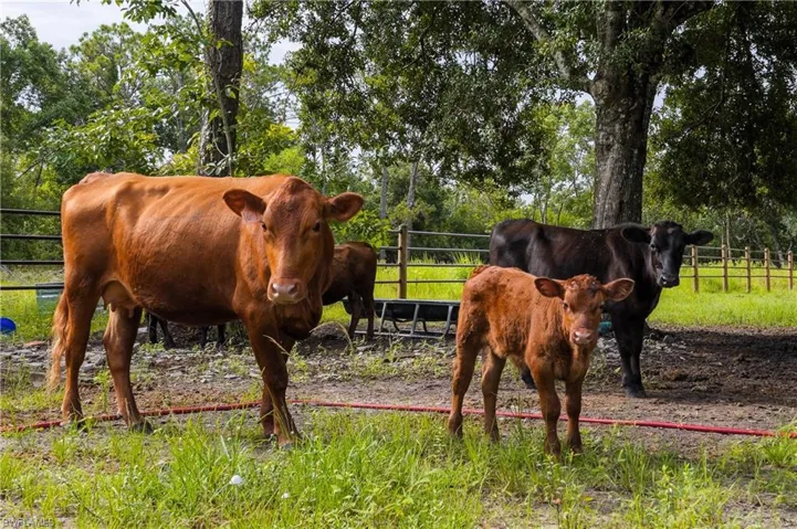 Livestock not included.