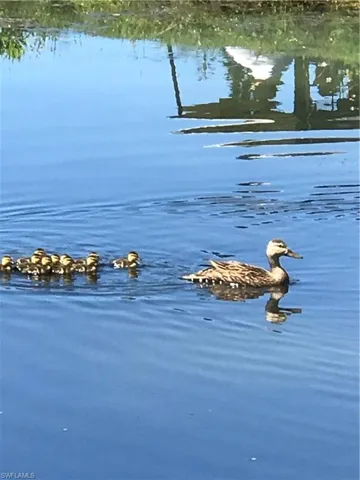Wildlife on the lake!