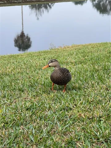 Enjoy ducks in the backyard