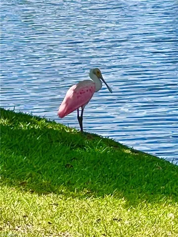 Roseate Spoonbill on the lake!