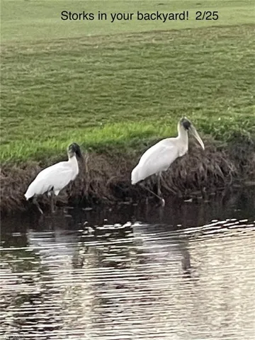 Storks on the lake!