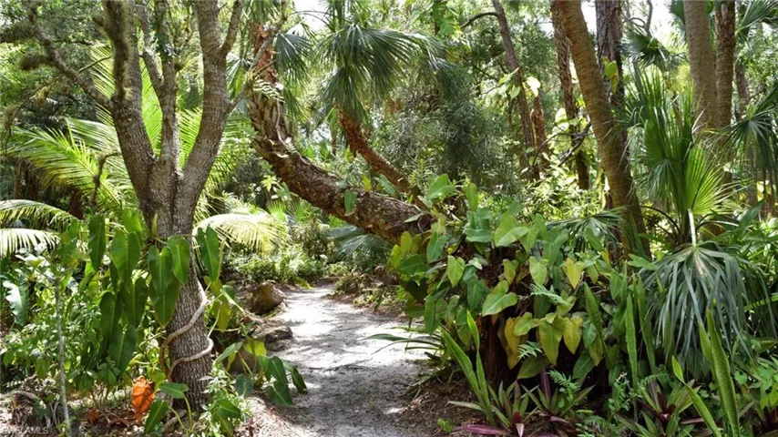 View of local wilderness