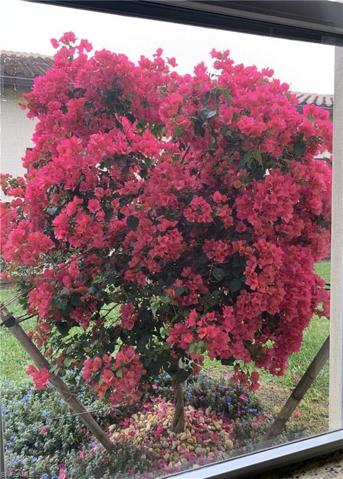 Bougainvillea Tree Outside 2nd Bdrm Window