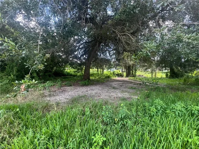 View of local wilderness