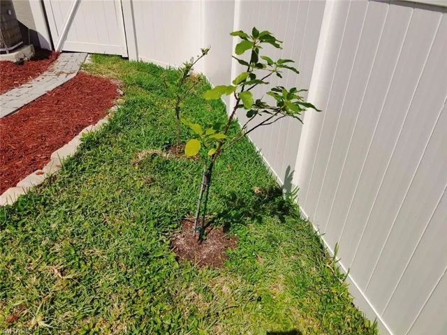 Orange and Lime Trees