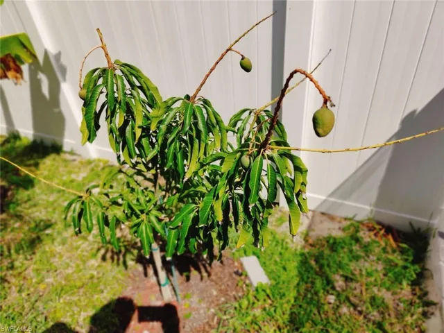 Mango Tree