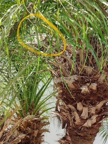 Nesting dove