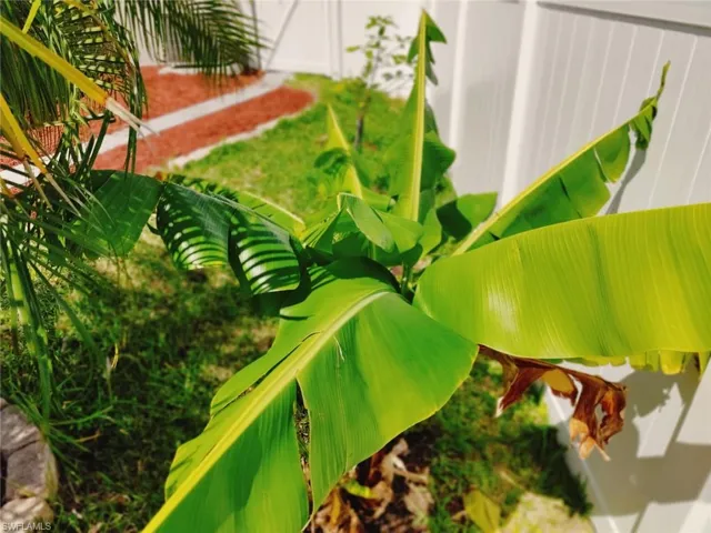Banana Tree