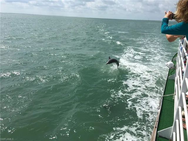 Dolphin