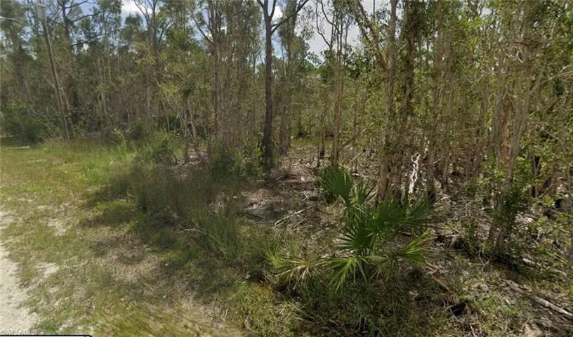 View of local wilderness