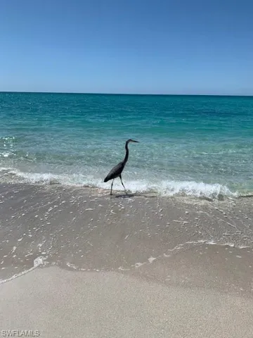 Take a Walk On The Wild Side- Nokomis Beach