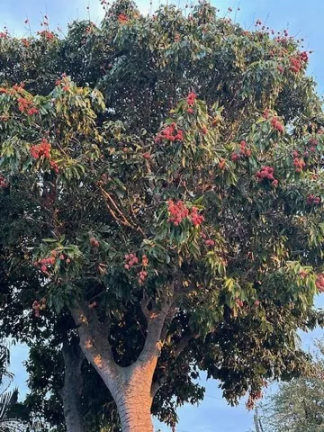 Lychee Tree with Lychee Fruit