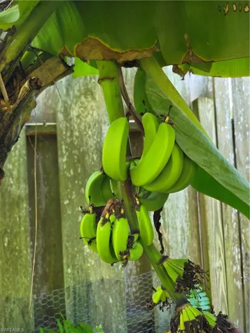 Fruit Trees