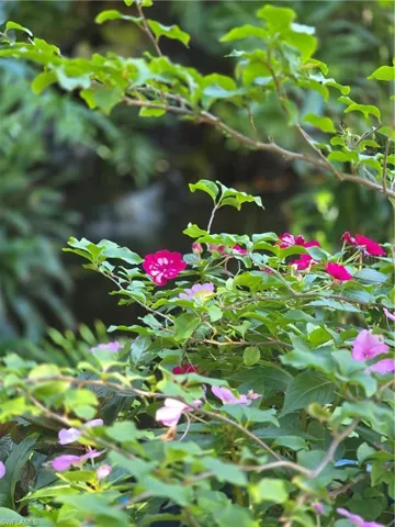 Lush Landscape