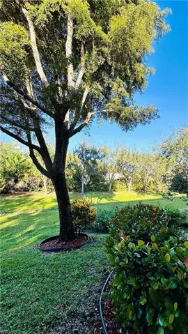 View of grassy yard