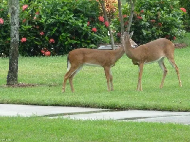 Wildlife in Cedar Hammock