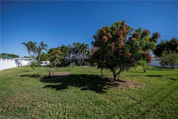 Avocado and Fruit Trees in backyard