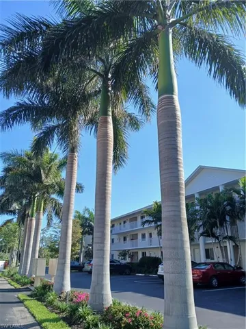 Mature Palms throughout community