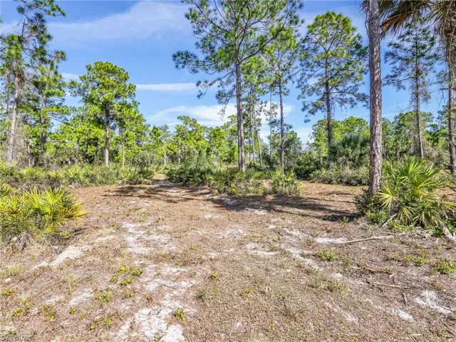 Rear Wooded Yard