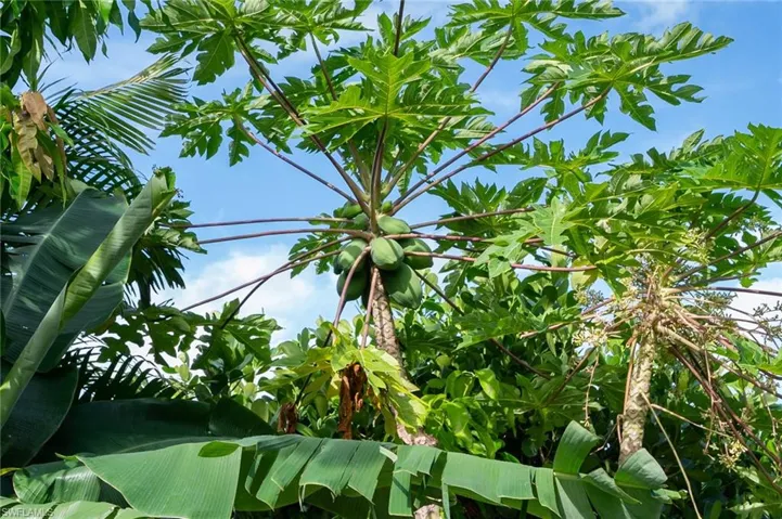Papaya tree