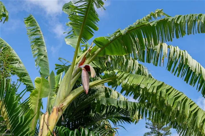 Flowering banana tree
