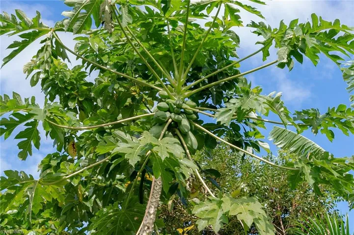 More papaya trees