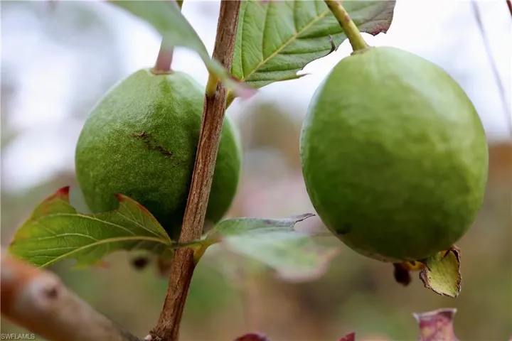 Guava