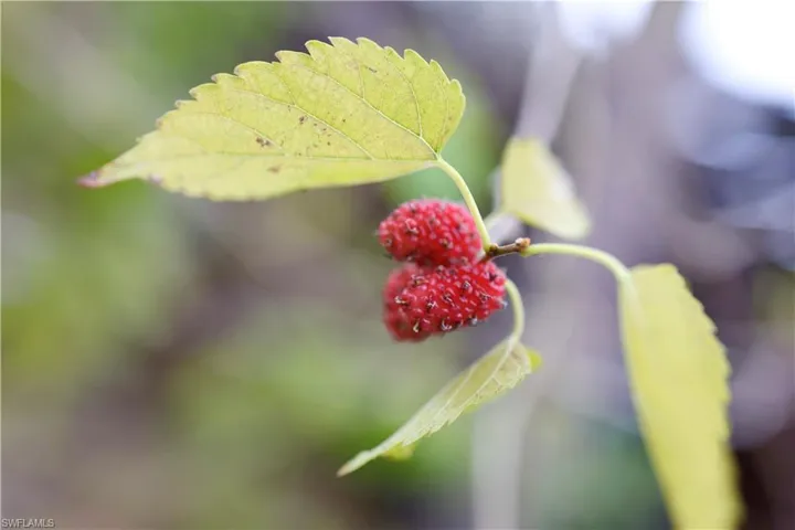 Red Mulberry