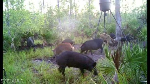 ACCESS UNDETERMINED  , Cape Coral, FL 33993