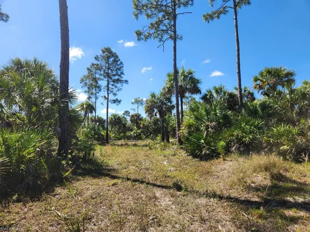 View of local wilderness