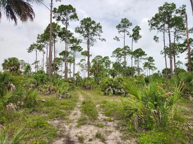 View of nature