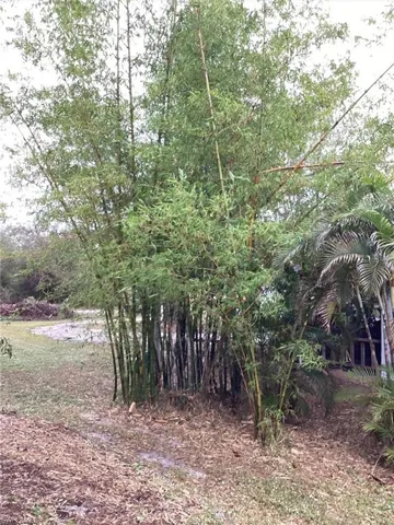 View of nature