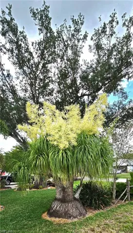 View of grassy yard