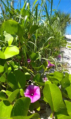 Beach garden flora