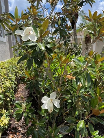 Magnolias at your building entrance