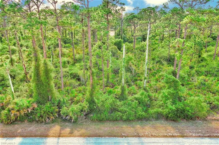 View of local wilderness